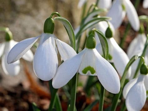 Snowdrop Flowers (Galanthus): Types, How to Grow and Care | Florgeous