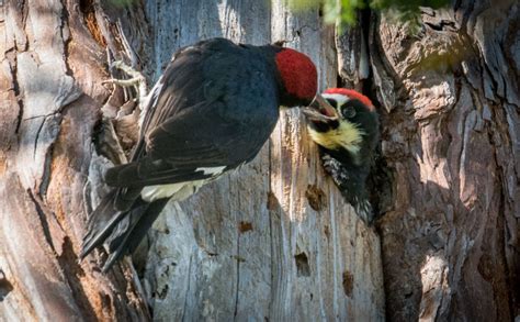 Paul Brewer photographed an Acorn woodpecker nest. – Mendonoma Sightings