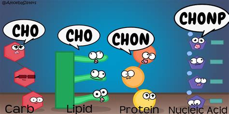 Major Elements in the Biomolecules - SCIENCE WITH THE AMOEBA SISTERS