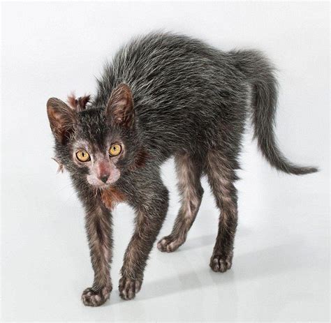 Lykoi Cat | Lykoi cat, Sphynx kittens for sale, Crazy cats