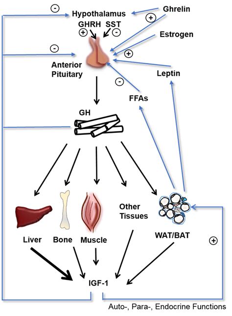 Growth Hormone Signaling Pathway