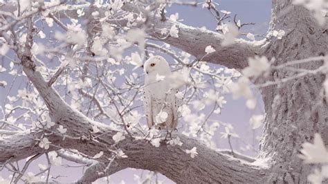 Snowy Owls Wallpapers - Wallpaper Cave