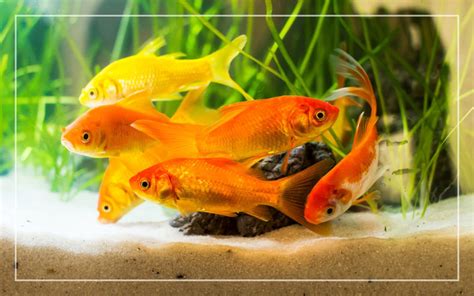 Goldfish Laying Eggs - Signs & Behavior