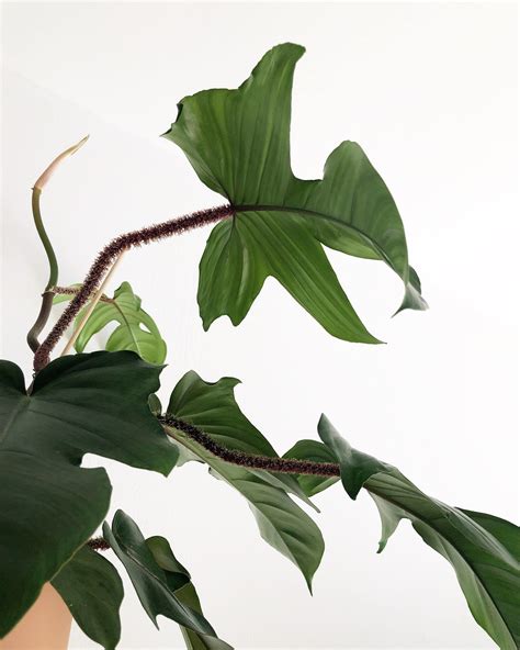 Philodendron Squamiferum Care + Growing Tips | Joy Us Garden