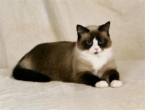 Snow Shoe Cat Breed Info, History, Personality, Care, Kittens, Pictures