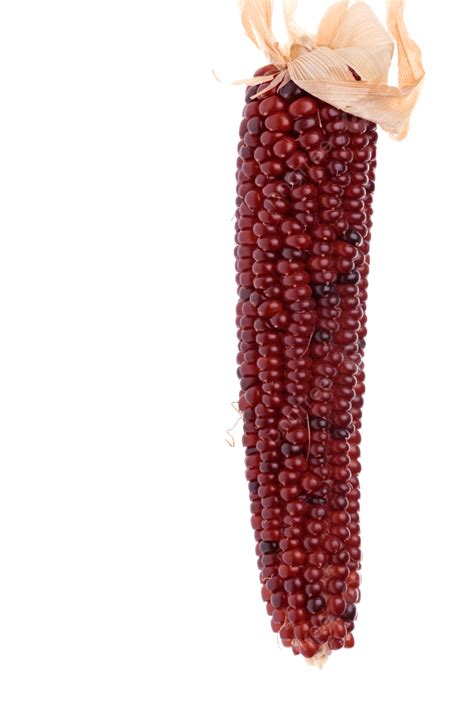 Halloween Corn Isolated Kernel, Season, Eat, Isolated PNG Transparent Image and Clipart for Free ...