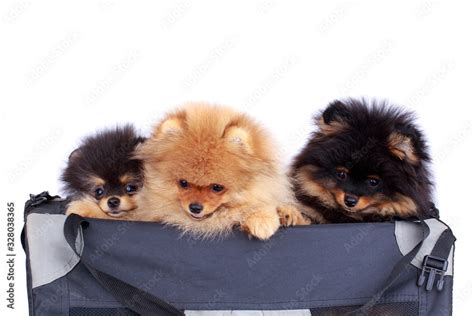 Dog breed pomeranian spitz Stock Photo | Adobe Stock