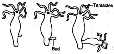 Budding: Definition, Process, and Examples (Hydra, Yeast)