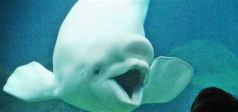 Beluga Whale - Baby Animal Zoo