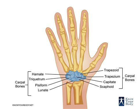 Carpal Bones (Wrist Bones) - Anatomy, Structure and FAQs