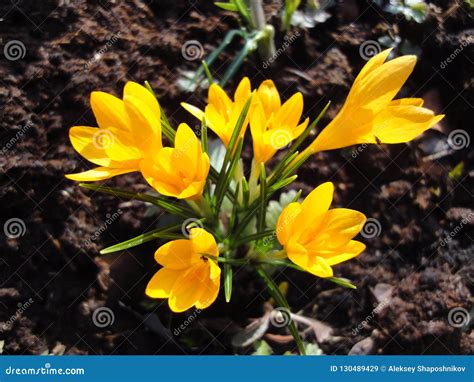 Yellow crocuses stock image. Image of crocus, saffron - 130489429