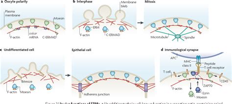 Organizing the cell cortex: the role of ERM proteins | Semantic Scholar