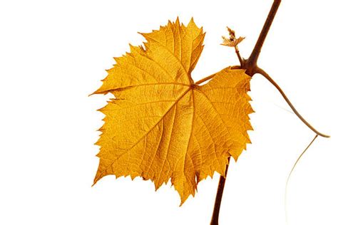 Feuille De Vigne - Photos et Images Libres de Droits - iStock