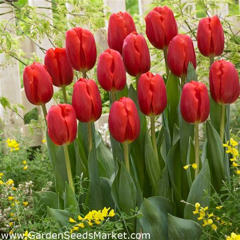 Tulip bulbs - set of 2 varieties - red and yellow selection - 50 pcs – Garden Seeds Market ...