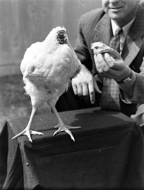 Miracle Mike: The Story of the Chicken That Lived for 18 Months Without a Head ~ Vintage Everyday