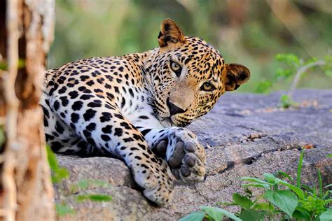 These Are the 10 Experiences You Should Have if You Want to See Majestic Animals in Sri Lanka ...