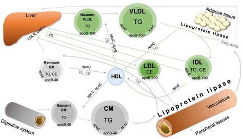 Overview of physiological lipoprotein metabolism. Apo-apolipoprotein;... | Download Scientific ...