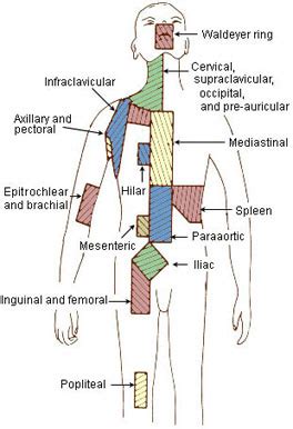 Regional Lymph Nodes | SEER Training