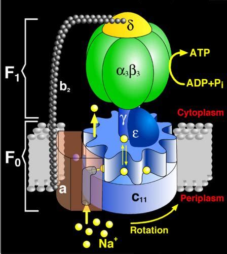 The structure of ATP synthase, the universal protein that manufactures ...