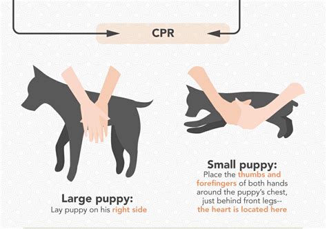 Mad About Pets!: Infographic Guide to Puppy CPR