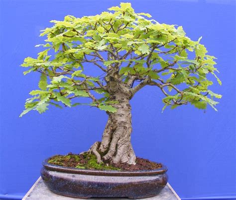 Bonsai oak tree. Buy Bonsai Tree, Bonsai Trees For Sale, Bonsai Tree Types, Bonsai Tree Care ...