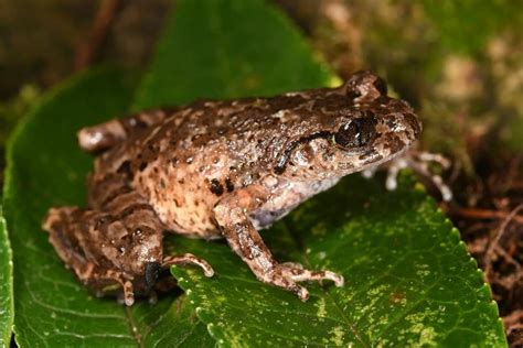 Reaching new heights: A new species of frog found on the second highest ...