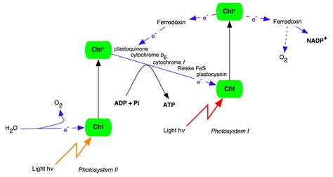 The Z-scheme of photosynthesis in plants