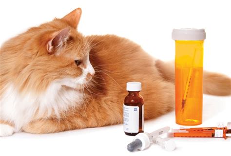 Acute Pain In Cats: Treatment With NSAIDs - Today's Veterinary Practice