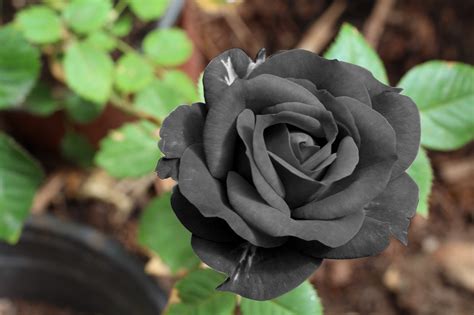 Rose Schwarz Farbe - Kostenloses Foto auf Pixabay - Pixabay