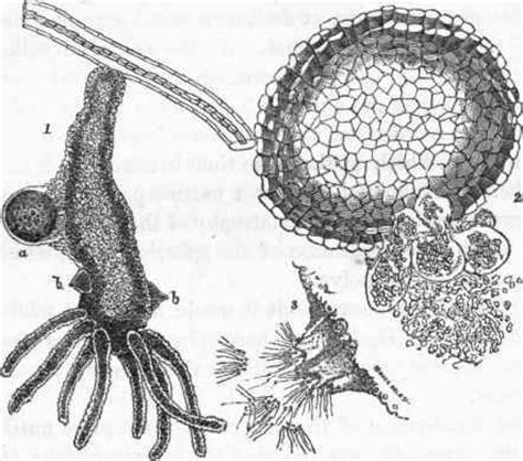 Hydrozoa. Part 2