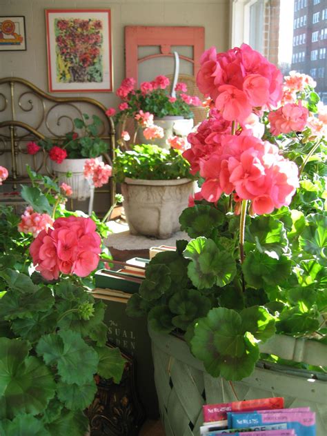 Spring is in the Air | Pink geranium, Beautiful flowers, Geraniums