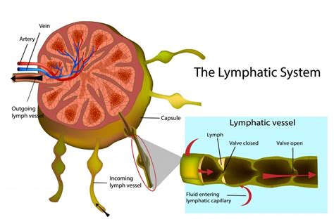 Lymph Vs Blood: Difference Between Blood And Lymph