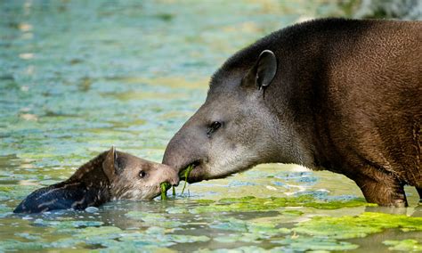 Gallery: Meet the tapir, South America’s cutest prehistoric animal