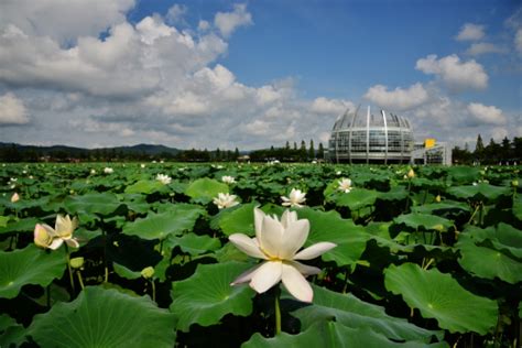 Muan White Lotus Festival (무안연꽃축제) - Discover Latest K-Pop News, K ...