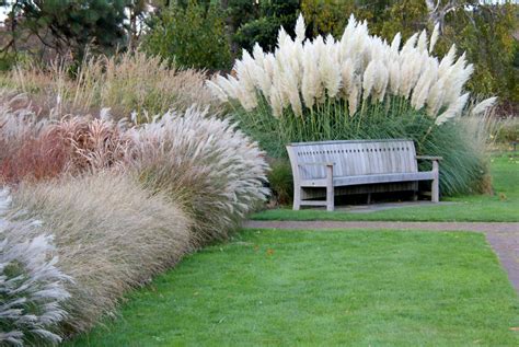 Ornamental Grasses Care: Frame the View In a Whole New Sway