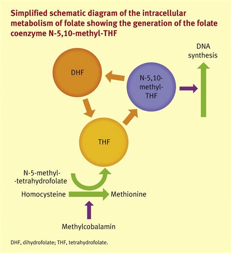 What Is Folate B12 at Darrell Coburn blog