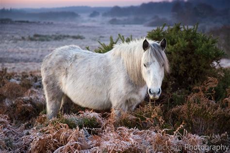 New Forest Pony Bratley View | Tim Jackson Photography | Buy Photographic, Canvas and Poster Prints