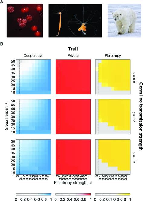 The evolution of pleiotropy in multicellular groups with a germ line.... | Download Scientific ...