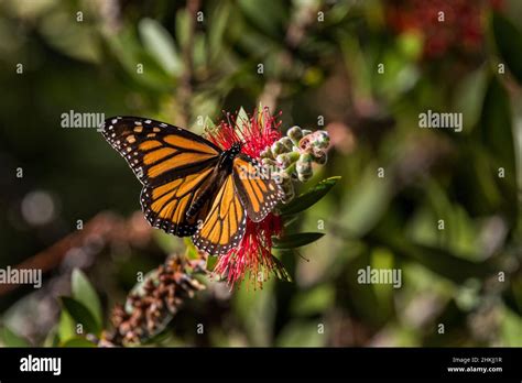 Pacific Grove Monarch Butterfly Sanctuary Stock Photo - Alamy