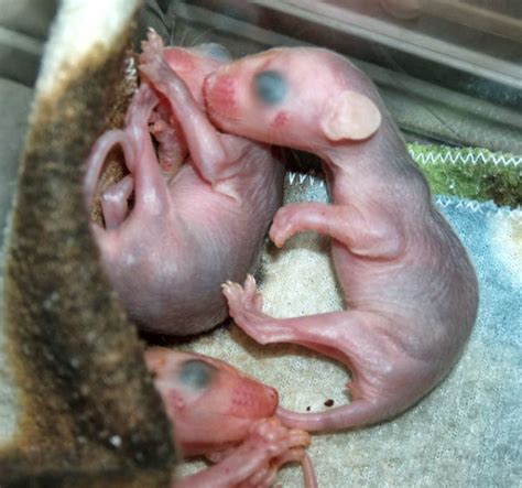 What Does a Baby Opossum Look Like? – Walden's Puddle