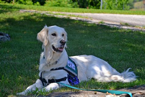 Seizure Alert and Response Dogs | The HIE Help Center