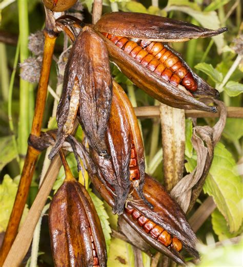 Two Iris Seed Pods | Naturally