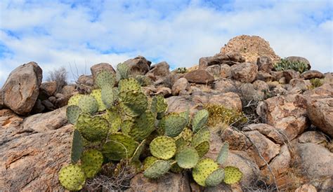 Chihuahuan Desert Cacti | Dona Ana Mountains Organ Mountains… | Flickr