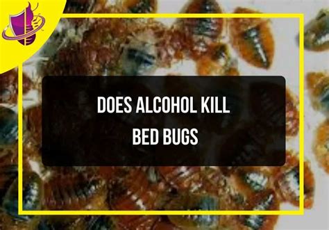 Does Alcohol Kill Bed Bugs - Zip Pest Solutions