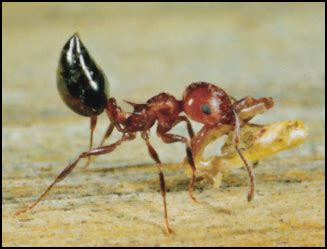 Acrobat Ant Control | Austin Pest Control | Magic Pest And Lawn - Austin, TX