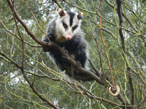 White-eared Opossum | NatureRules1 Wiki | Fandom