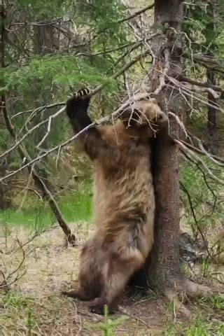 DIS BEAR : r/NatureGifs