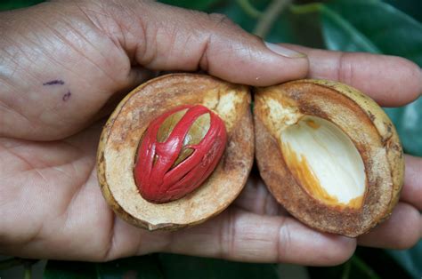 Nutmeg and Mace - World Crops Database