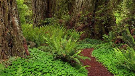 Green Plants And Trees Covered Forest HD Nature Wallpapers | HD ...