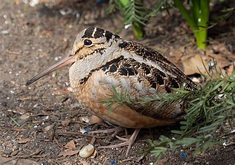 Woodcock are back, with their amazing courtship flights - pennlive.com